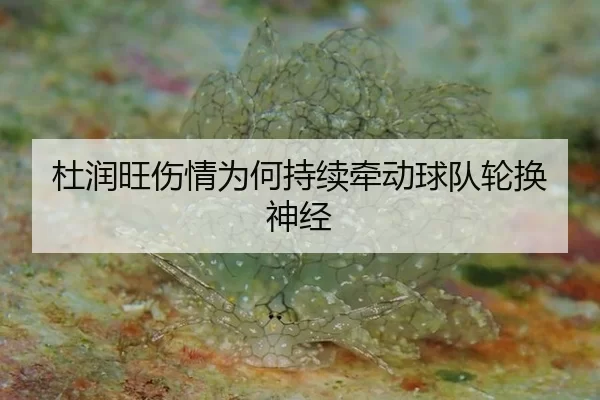 杜润旺伤情为何持续牵动球队轮换神经